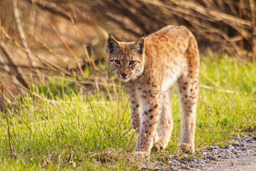 Naklejka na ściany i meble Eurasian lynx, Lynx lynx, in its natural habitat in the Bieszczady Mountains in the Carpathians, Poland.