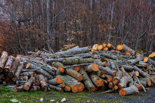 Freshly cut tree trunks piled up in