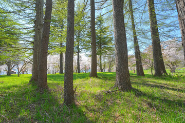 烏帽子岩公園