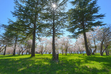 Obraz premium 烏帽子岩公園