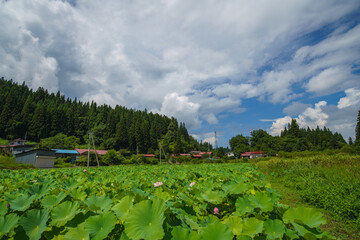 Fototapeta na wymiar 蓮畑のある田舎の風景