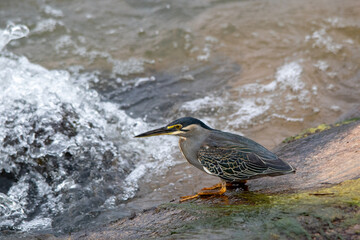 A striated heron hunting for small fry in a rapid in the Kruger National Park in South Africa