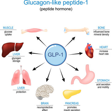GLP-1. Glucagon-like peptide-1