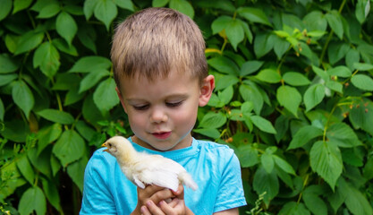 A child holds a chicken in his hands. A boy and a bird