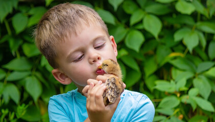 A child holds a chicken in his hands. A boy and a bird