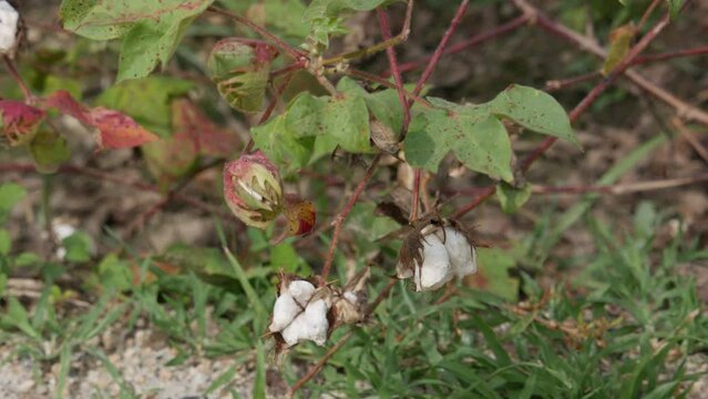 Cotton plant  in the agriculture land , matured cottons