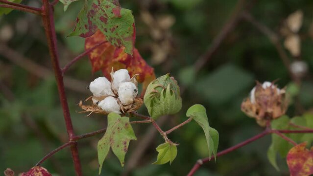 Close-up of high-quality cottons ,ready for harvesting. Cotton plantation . 