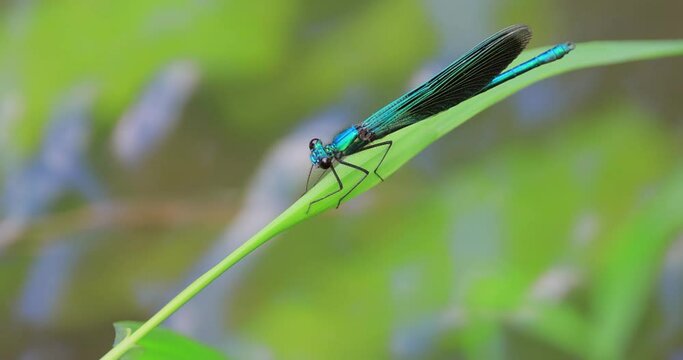 Beautiful demoiselle (Calopteryx virgo) is a European damselfly belonging to the family Calopterygidae. It is often found along fast-flowing waters where it is most at home.