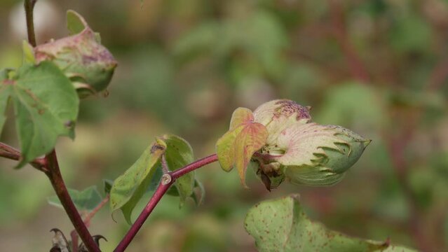 cotton plant fruit buds,Extreme close up shot