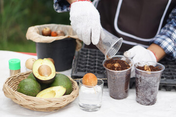 Close up farmer is seedling avocado from seeds in transparent plastic glass. Concept,  home...