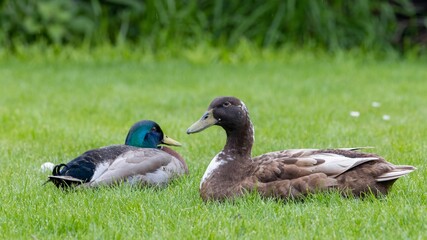 A female hybrid brown domestic duck (Swedish Blue x Mallard) resting on the grassland with her husband, a Mallard duck (Anas platyrhynchos), near the Water of Leith, Dunedin,  New Zealand