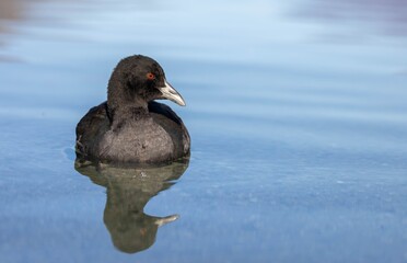 A cute juvenile Australian coot or Eurasian coot (Fulica atra australis) swimming in the water with...
