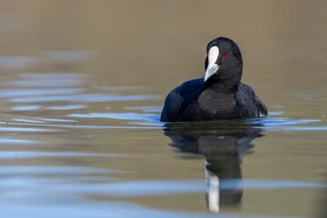 A cute adult Australian coot or Eurasian coot (Fulica atra australis) swimming in the water with reflection, Lake Hayes, Queenstown, South Island of New Zealand
