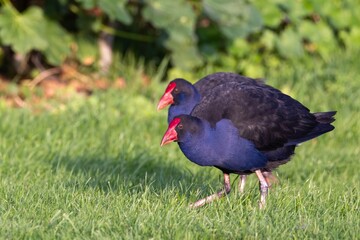A pair of beautiful Australasian swamphen or Pukeko (Porphyrio melanotus) walking on the grass in...