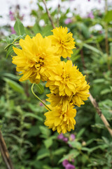 Yellow flowers blooming in the garden