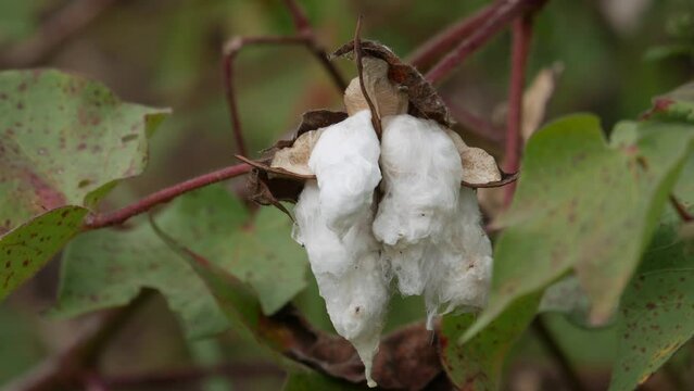 Cotton Plant bloom in agriculture land