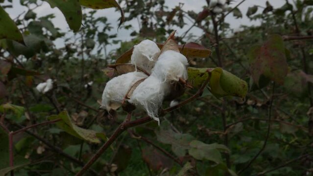 Push in shot of Cotton plant