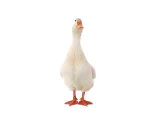 duck white isolated on white background