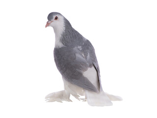 lahore pigeon isolated on white background