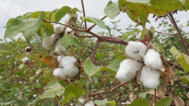 Cotton flowers blowed out and turned into fiber right before the harvest season.