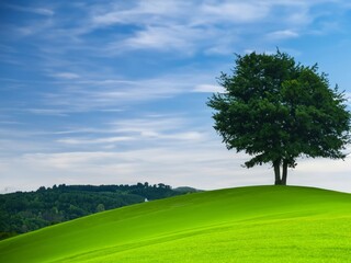 Fototapeta na wymiar solitary tree on rolling green hills