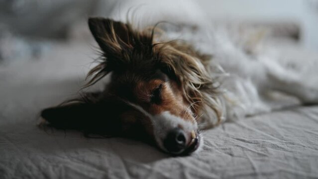 Cute dog sleeping on the bed