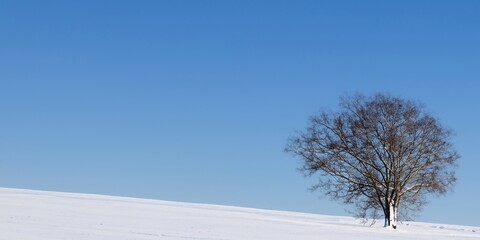 Fototapeta na wymiar tree on rolling hills in winter