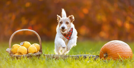 Happy dog jumping, running in autumn, thanksgiving day or fall banner