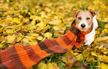 Cute funny dog wearing autumn winter scarf in the leaves