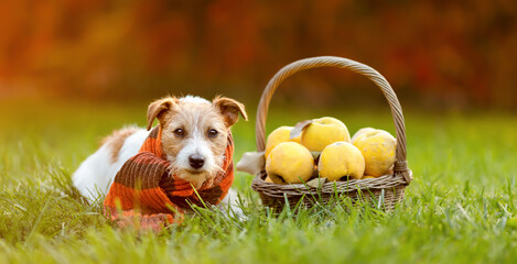 Cute happy jack russell terrier dog with autumn apples, fall banner