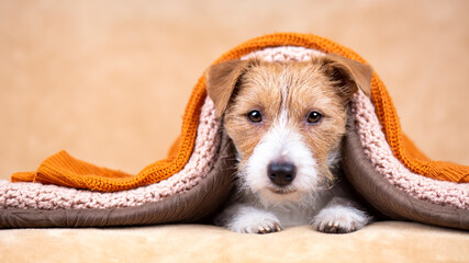Face of furry happy dog puppy with towel after bath,  pet grooming banner