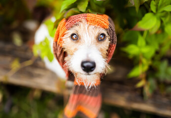 Cute pet dog wearing warm scarf. Cold autumn, fall, winter, cough, flu virus background. Animal face, head.