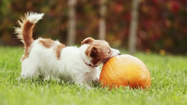 Funny playful pet dog puppy running, chewing and playing with a pumpkin in autumn. Halloween, fall or happy thanksgiving concept.