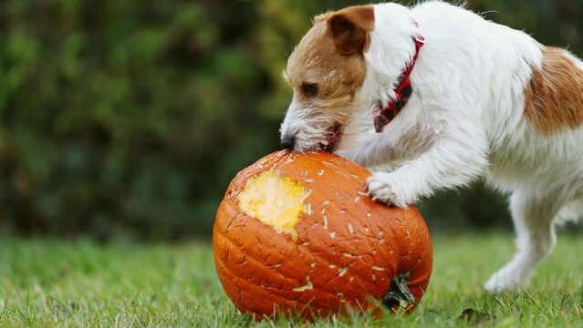 Cute funny playful pet dog puppy chewing, eating a pumpkin in autumn. Halloween, fall or happy thanksgiving concept.