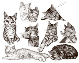 Vetor set of 9 different cats in the style of engraving