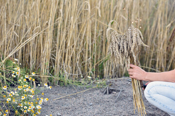 spikelets of golden wheat. female hands. work in the field. a woman cuts spikelets of wheat, harvesting. close-up. end of summer, beginning of autumn. seasonal work. good harvest of grain crops.