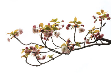 白背景の八重桜（オオムラザクラ）