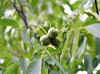 walnut on a branch. Juglans regia, autumn leaves. tree walnut, hard fruits with green peel. weigh...