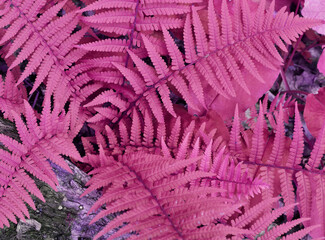 bright fern leaves in the forest for background. Natural fern leaves texture in the forest close up...