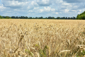 spikelets of golden wheat in the field. Ripe big golden ears of wheat on a yellow background of the field. nature. The idea of a rich summer harvest, agriculture, agro-industrial complex for food.