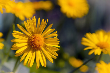 beautiful delicate yellow chamomile flowers, background. large flower of field daisy. yellow flowers on the flowerbed. floral background. yellow chamomile in spring or summer, in the sun.