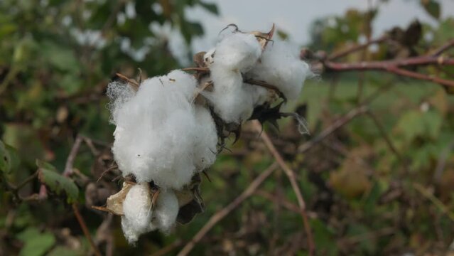 Raw Organic Cotton Growing at Cotton Farm. Gossypium herbaceum close up with fresh seed pods , windy day