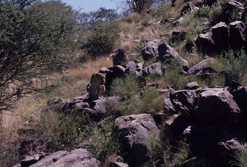 African leopard