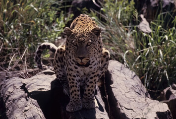 African leopard
