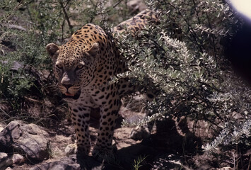 African leopard