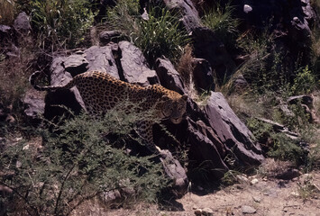African leopard