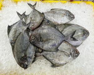 fresh raw cold seafood mini small black pomfret whole fish ikan on white ice background halal food...