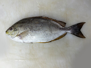 fresh raw cold seafood rabbit silver small whole fish ikan on white ice background halal food...