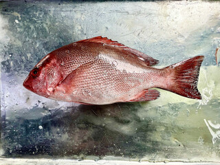 fresh raw cold seafood red grouper whole fish ikan on white ice background halal food cuisine hyper market menu for restaurant ingredient design
