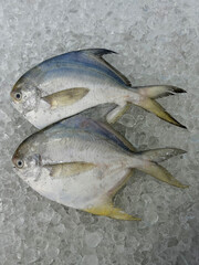 fresh raw cold seafood silver white pomfret whole fish ikan on white ice background halal food cuisine hyper market menu for restaurant ingredient design